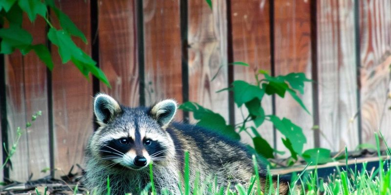 A Racoon at The Backyard